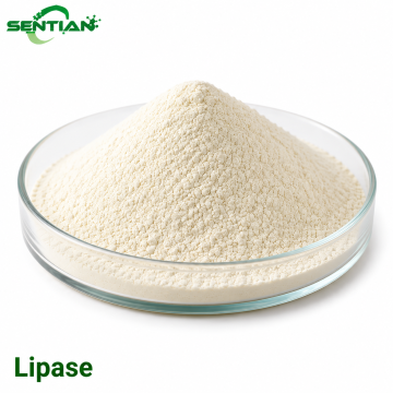 Lipase Enzyme for Fat Hydrolysis & Energy Utilization
