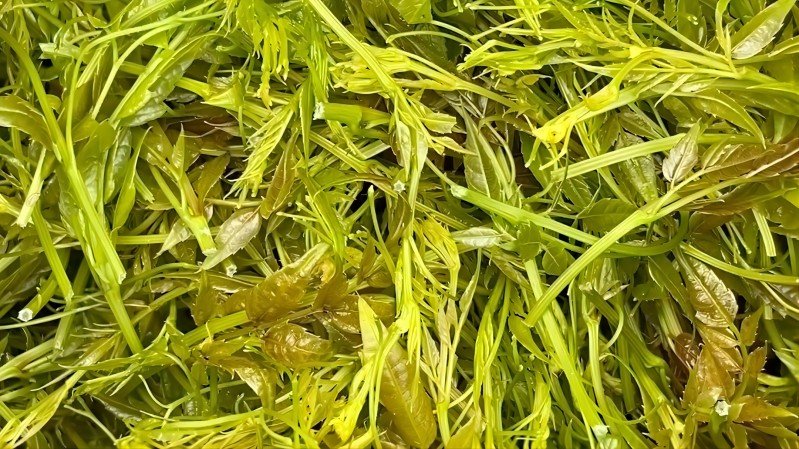 Vine Tea Extract