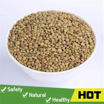 Green dried bulk lentils