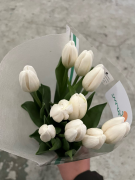 Fresh cut of White Tulip