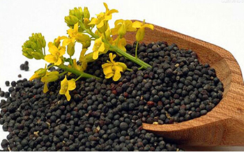 Canola oil processing