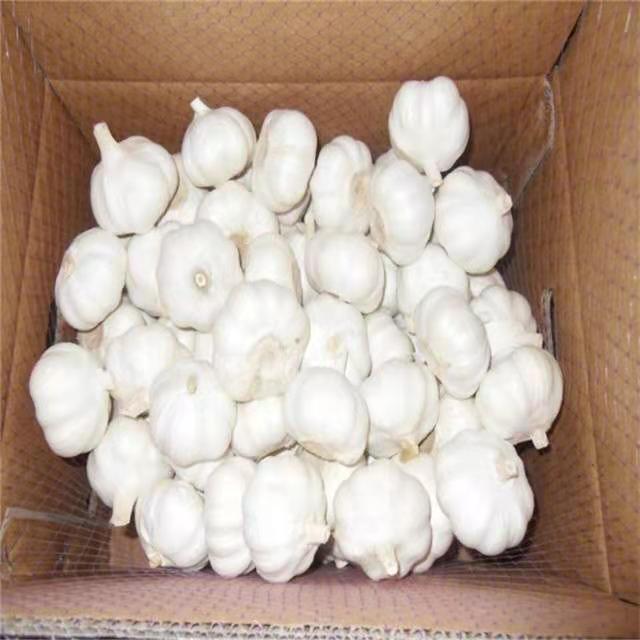 Pure White Garlic