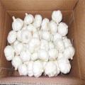 5.5cm factory pure white fresh garlic price