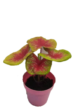 caladium bazhuayu in lower price