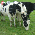 Recinzione del bestiame sul campo agricola di cavalli agricoli