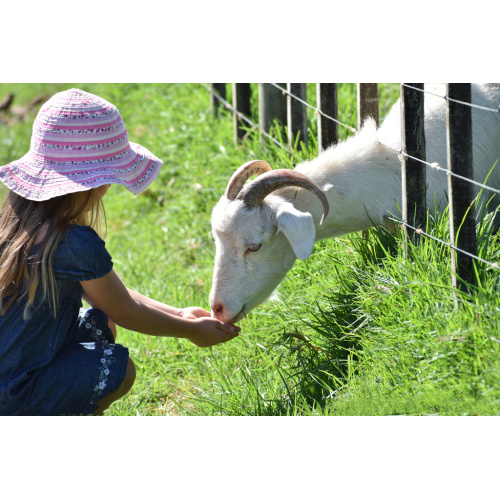 Brewers Yeast For Animals & Aquaculture Feed