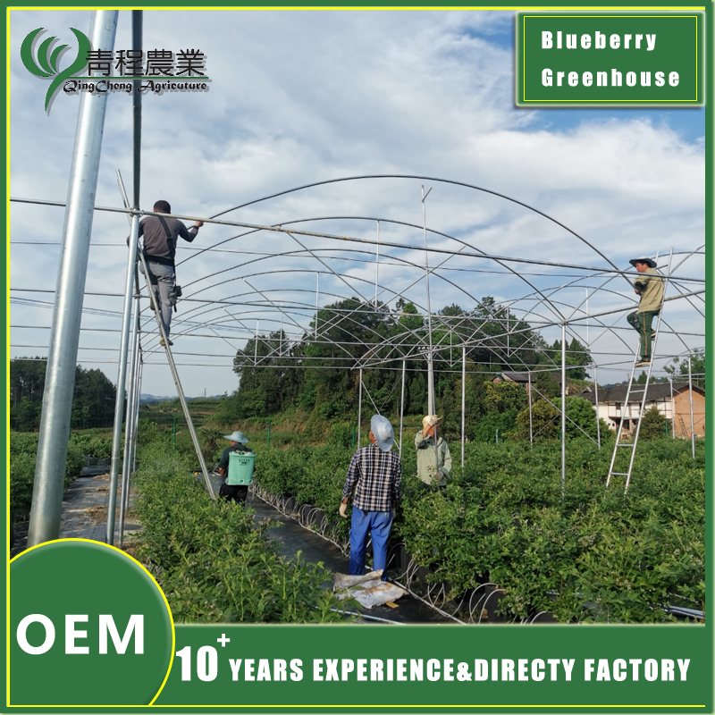greenhouse for blueberries