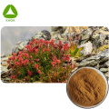 Natural Ingredient Herbal Rhodiola Rosea Extract Powder