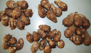 2014 Fresh Taro From China