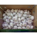 Normal White Garlic Price 2020