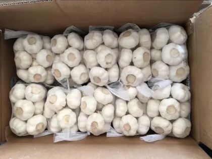 Normal white garlic/red garlic/purple garlic