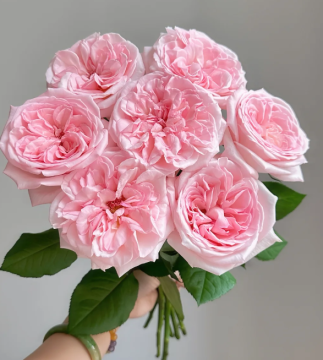 ピンクのオハラ ローズの単頭の花