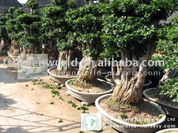 Ficus microcarpa root stump shape