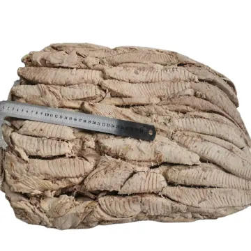 Frozen precooked skipjack tuna loin