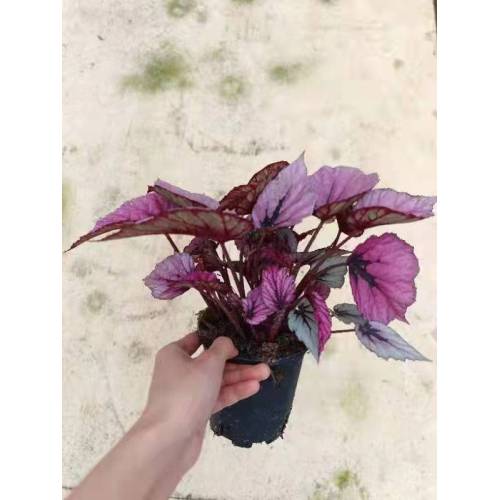 Begonia Flower begonia 15 with lower price Supplier