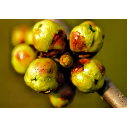 Terminalia Chebula Extractratio 10: 1 20: 1 / Standardized Tannins Premium Astringent