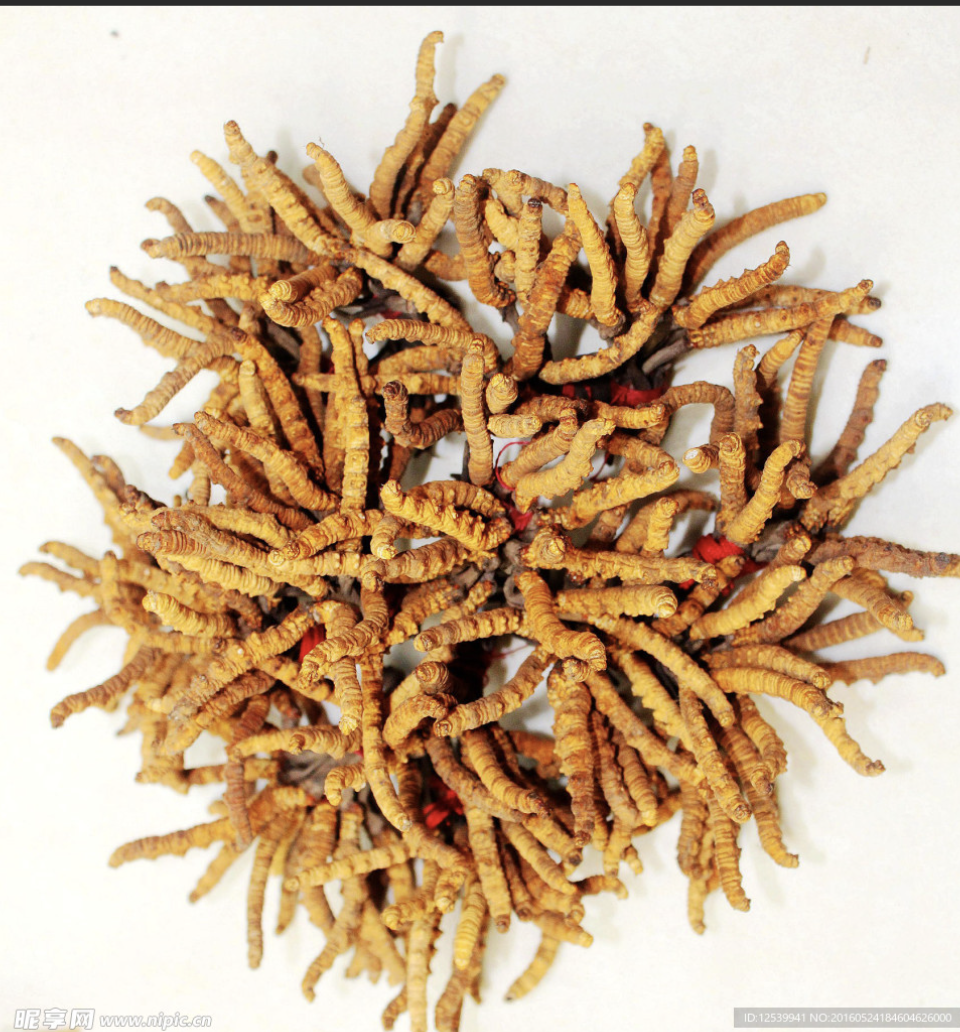 Cordyceps Extract for Capsules and Tablet