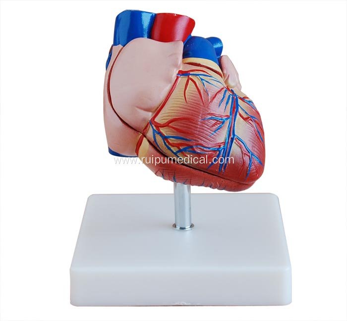 Life-Size Heart Model for Medical Teaching