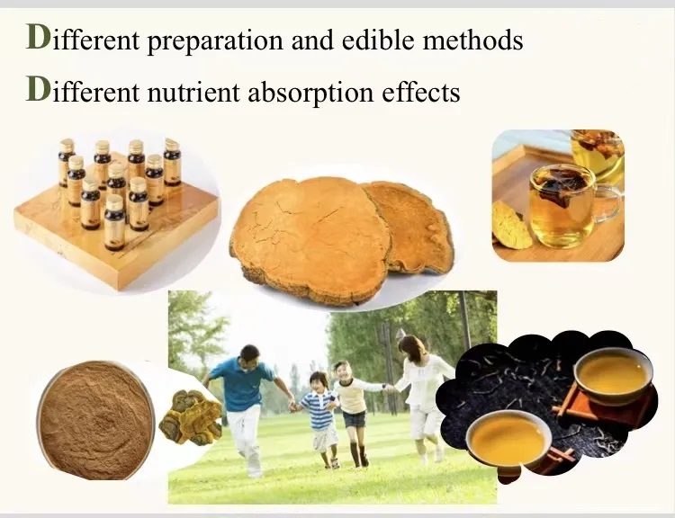 Healthcare Supplement Sugar Free Immune Support Phellinus Linteus Extract Energy Boost Phellinus Linteus Extract Oral Liquid