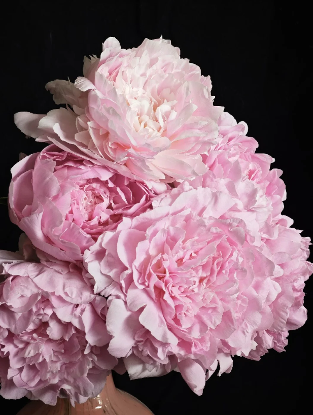 Dinner Plate Peony