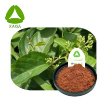 Tripterygium Wilfordii Extract 98% Celastrol Powder