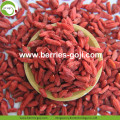 Nouvelle usine de production d&#39;aliments séchés Ningxia Goji Berry