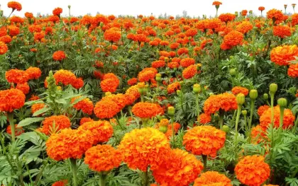 Marigold Lutein Super Lutein for Eyes Supplements