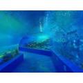 100% raw material lucite acrylic aquarium tunnel restaurant