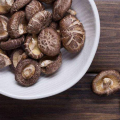 Engendro de hongo shiitake saludable de alto rendimiento