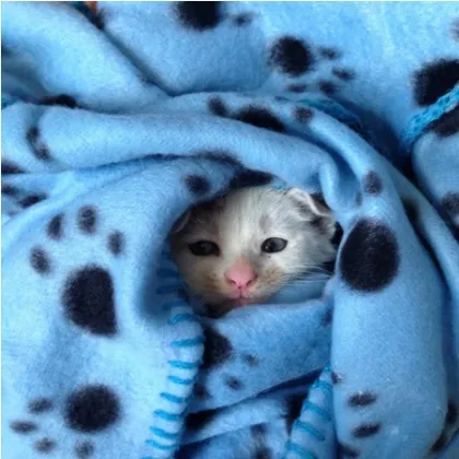 Amazon Hot Sale Pet Blanket Dog paw print pet blanket ( Roll it up in coloured paper )