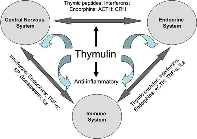 thymosin and thymulin