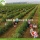 Fabrika toptan Beslenme Doğal Ningxia Goji Berries