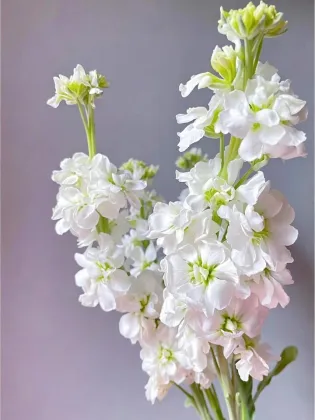 High Quality Fresh Cut Flowers White Violet Flowers