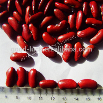 New Crop Dark Red Kidney Beans DRKB Shanxi & Heilongjiang