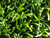 artificial grass for football, "S" shape
