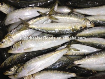 60-70g New Landing Chinese Sardine For Bait