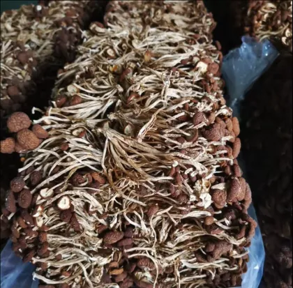 Air-Dried Tea Tree Mushrooms - Natural Edible Dried Shiitake Mushrooms