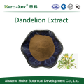 Solid Drink 10% dandelion Extract powder