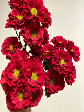 Red rose spray chrysanthemum