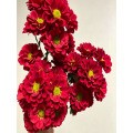 লাল গোলাপ স্প্রে chrysanthemum
