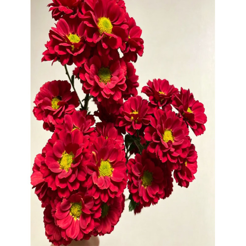 লাল গোলাপ স্প্রে chrysanthemum