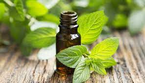 What Does Peppermint Essential Oil Do? – 100% PURE