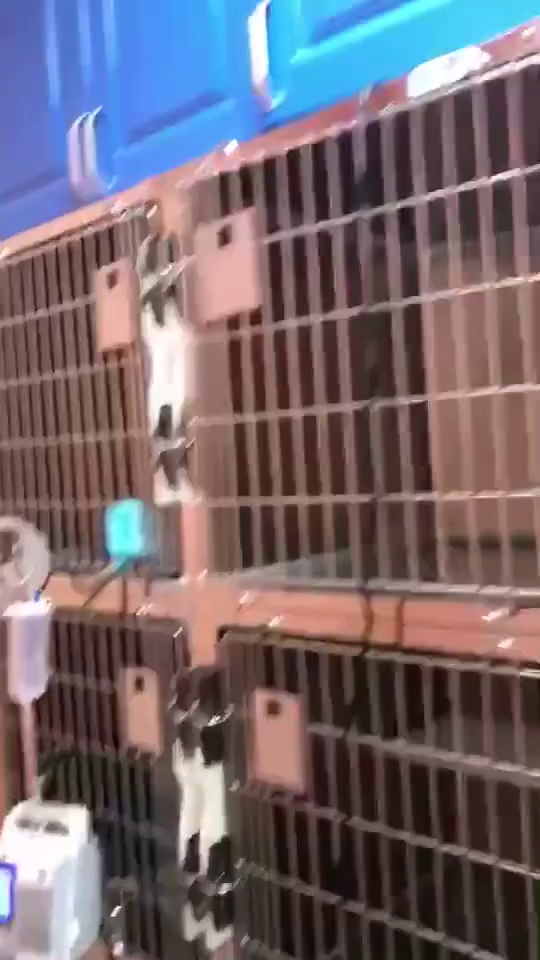 Stainless Steel Pet ICU Oxygen Cabin for Vet Hospitals