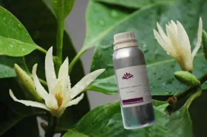 C10H18O Michelia Flower Oil(Magnolia Flower Oil)