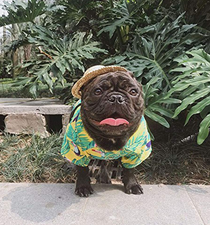 Dog Hawaiian T-Shirt Apparel