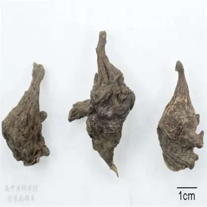 brown radix aconiti kusnezoffii cao wu chinese medicine
