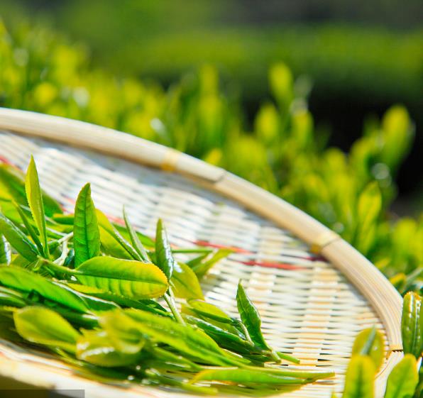 Chinese Green Tea Essential Oil