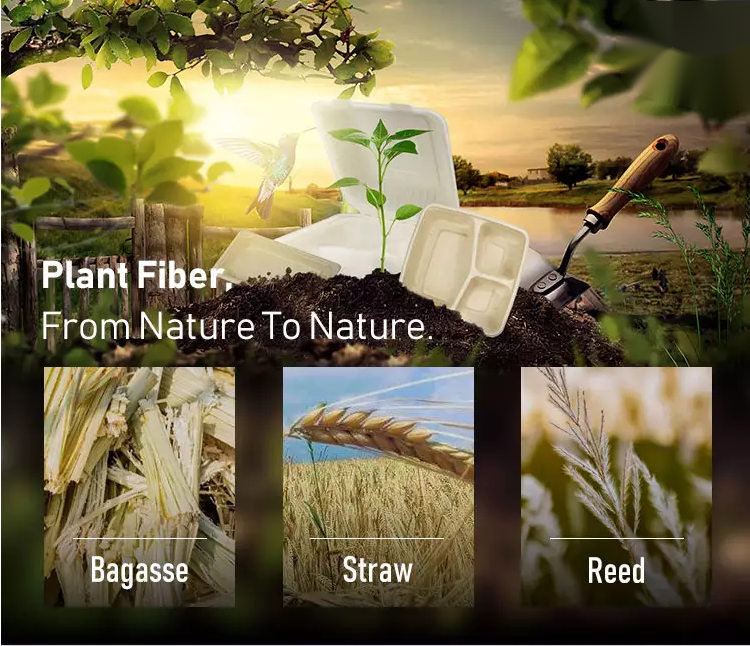 Biodegradable Salad Bowl