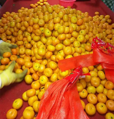 Nanfeng Baby Mandarin Fruits