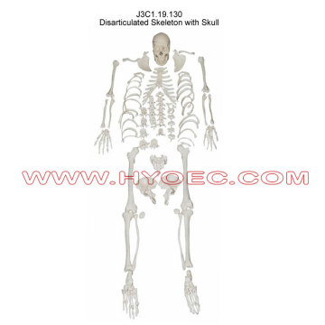 Disarticulated Skeleton with Skull-J3C1.19.130